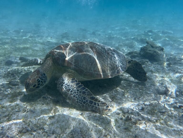 How to Plan the Perfect Gili Islands Escape